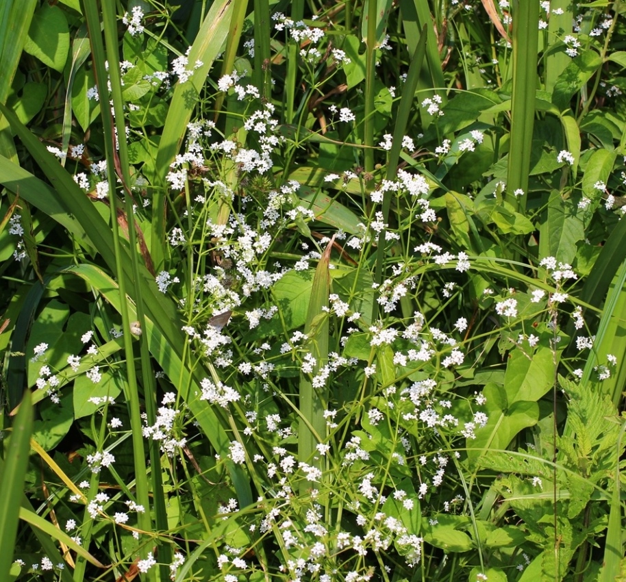 Изображение особи Galium debile.