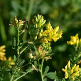 Medicago falcata