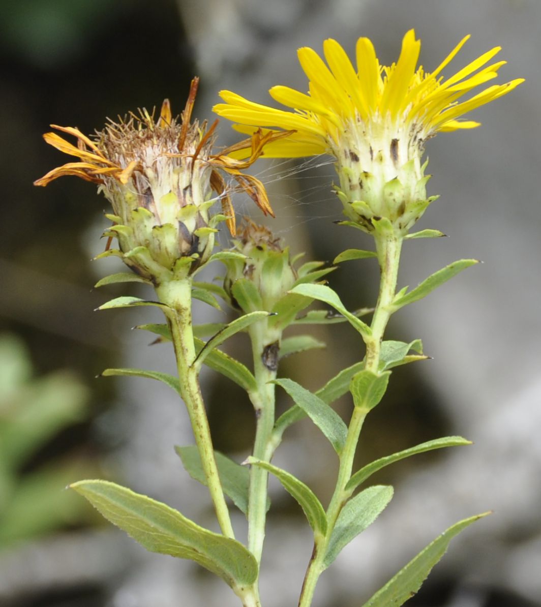 Изображение особи Inula aspera.