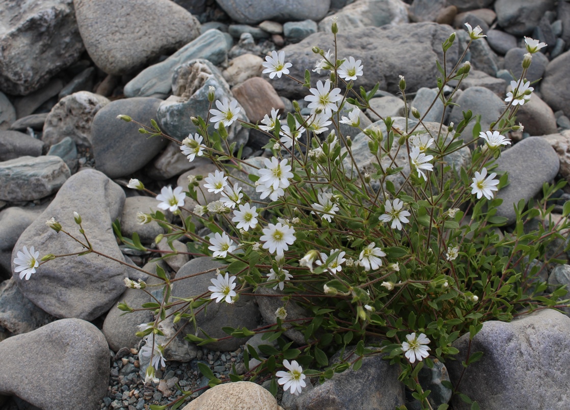 Image of Cerastium jenisejense specimen.