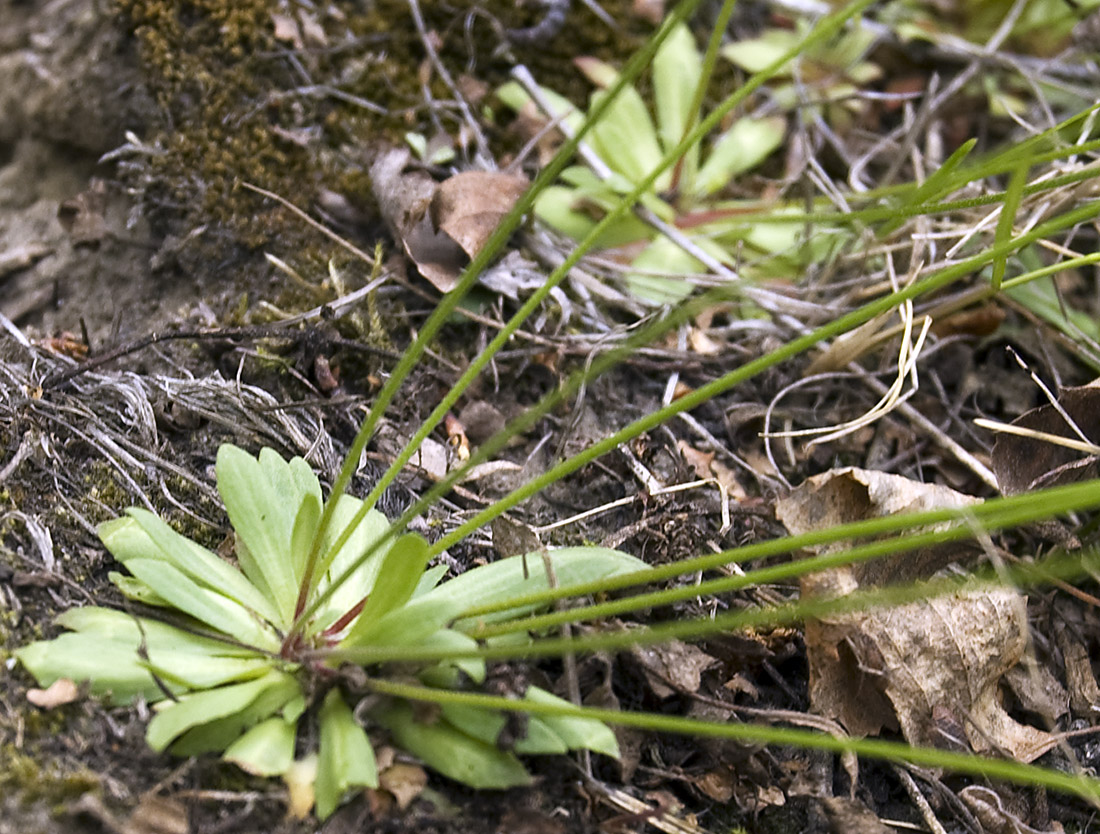 Image of Androsace septentrionalis specimen.