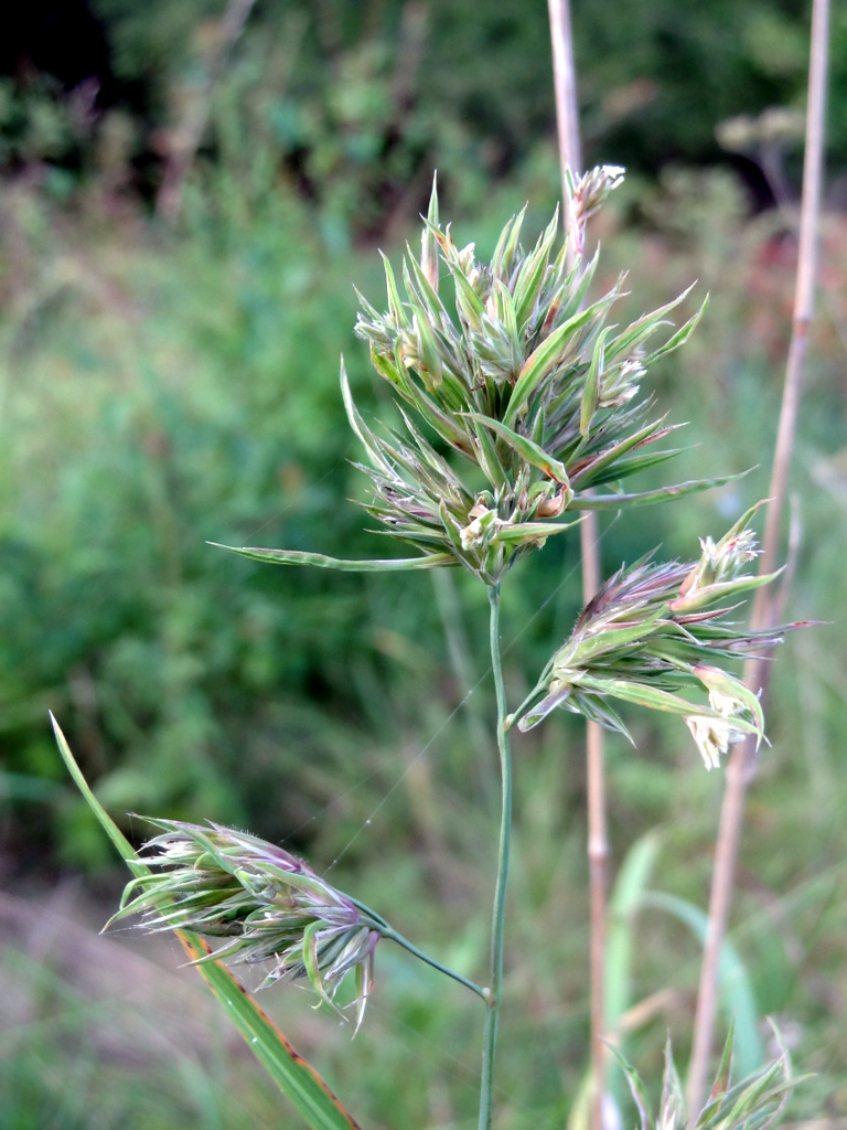 Image of Dactylis glomerata specimen.