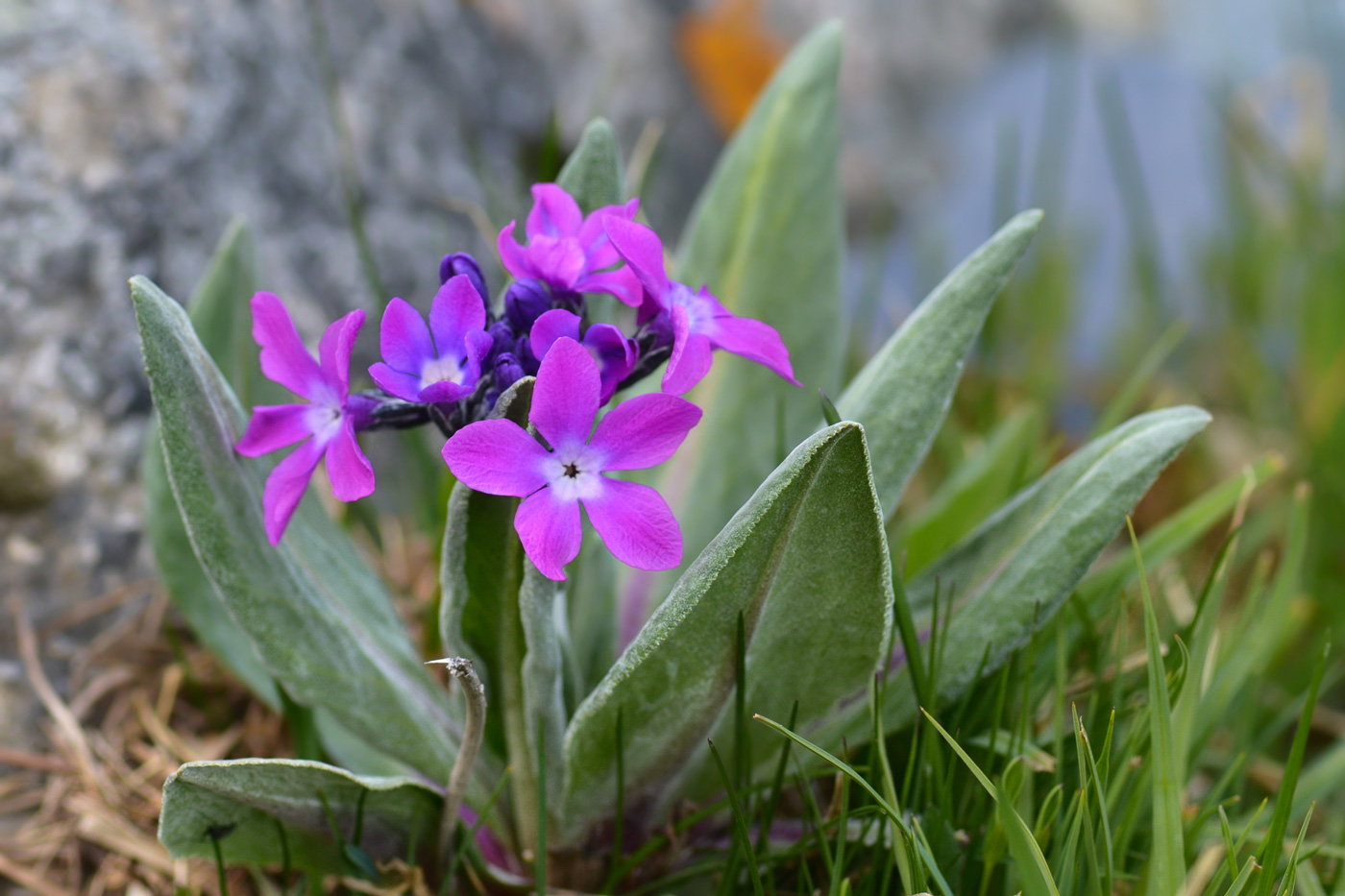 Image of Primula turkestanica specimen.