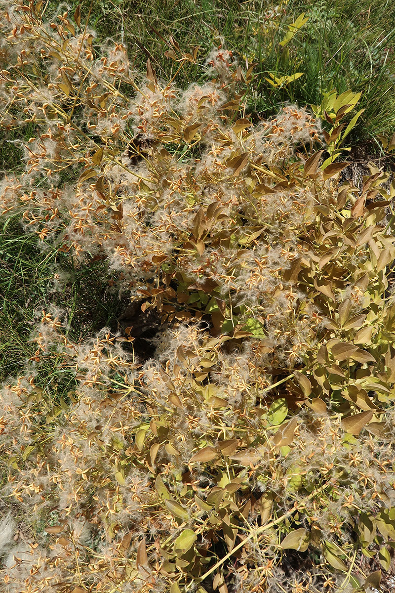 Image of Clematis recta specimen.