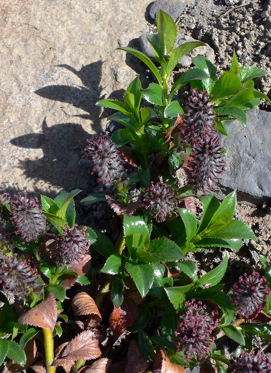 Image of Salix tschuktschorum specimen.