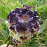 Protea lepidocarpodendron