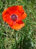 Papaver orientale