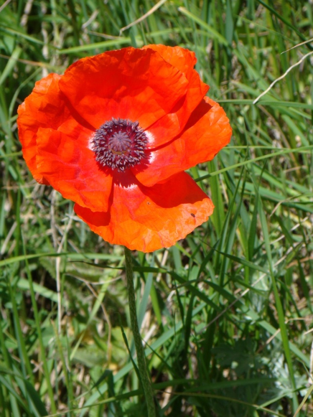 Image of Papaver orientale specimen.