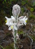 Trachyandra hirsutiflora