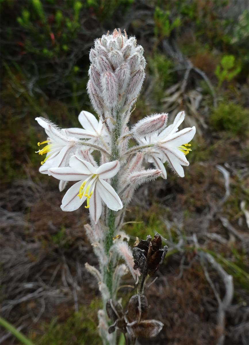 Image of Trachyandra hirsutiflora specimen.