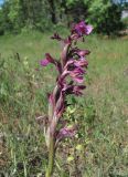 Anacamptis × gennarii hybrid subspecies orientecaucasica. Соцветие. Дагестан, г/о Махачкала, гора Тарки-Тау, степь. 09.05.2018.