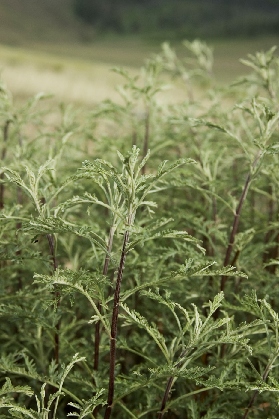 Изображение особи Artemisia gmelinii.