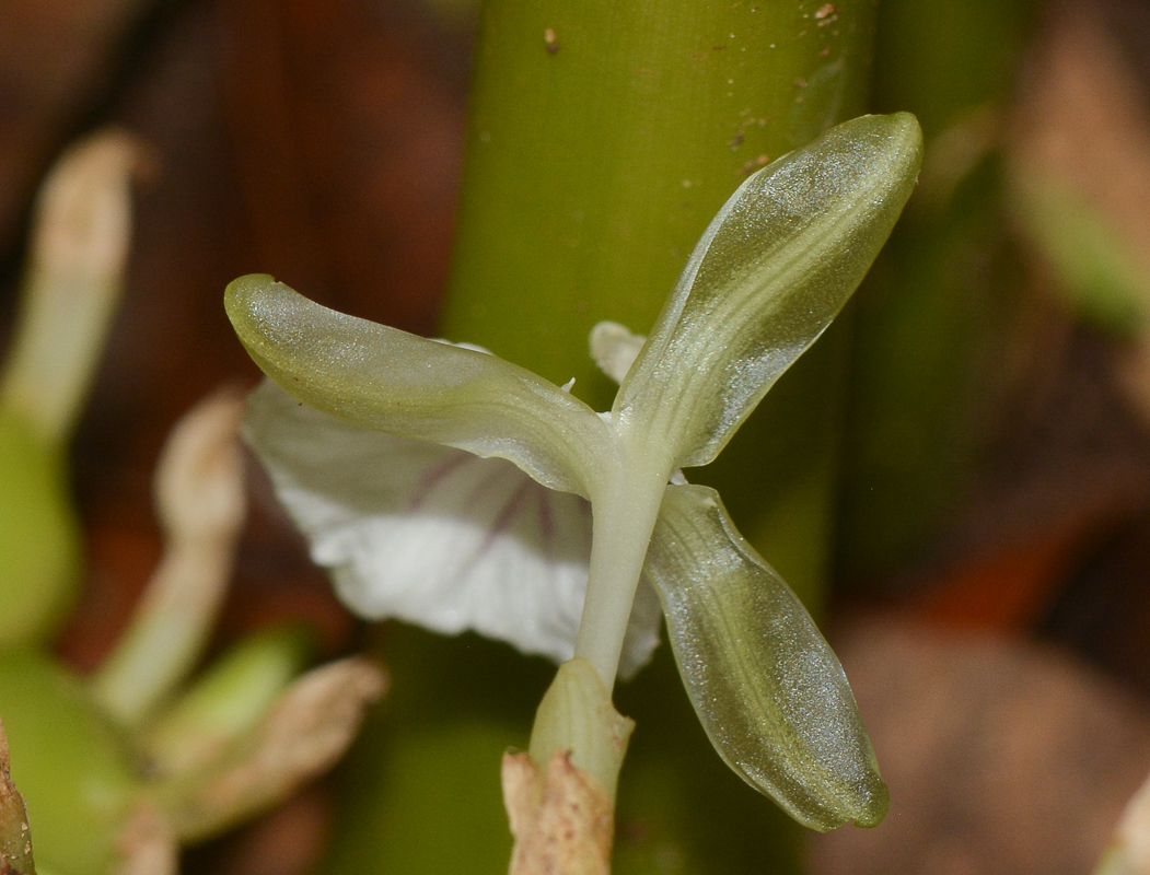 Изображение особи Elettaria cardamomum.
