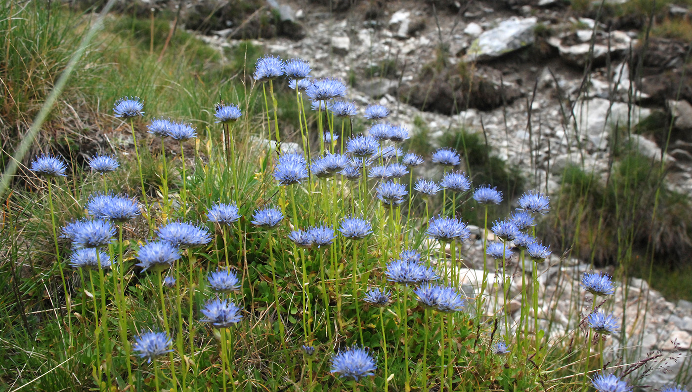 Image of Jasione bulgarica specimen.