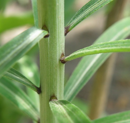 Image of Lilium regale specimen.