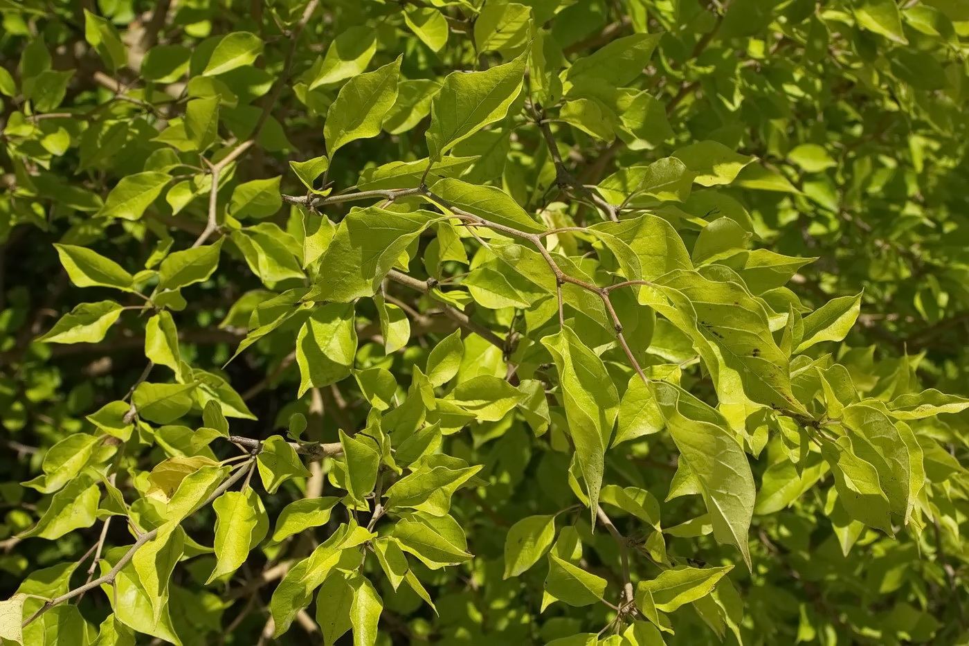 Изображение особи Maclura pomifera.