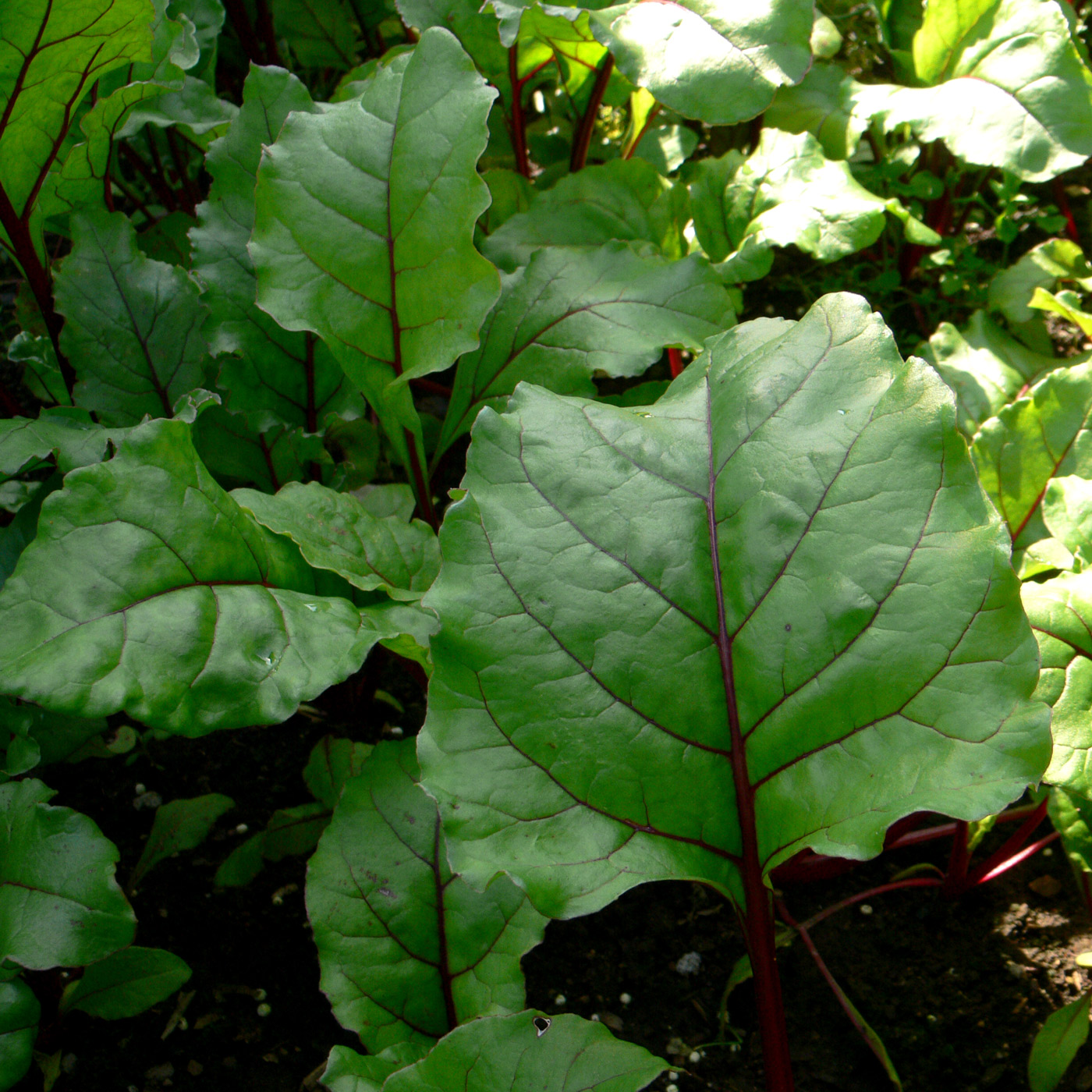 Изображение особи Beta vulgaris.