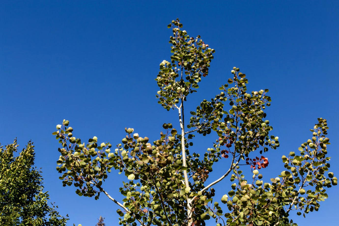 Image of Populus tremula specimen.