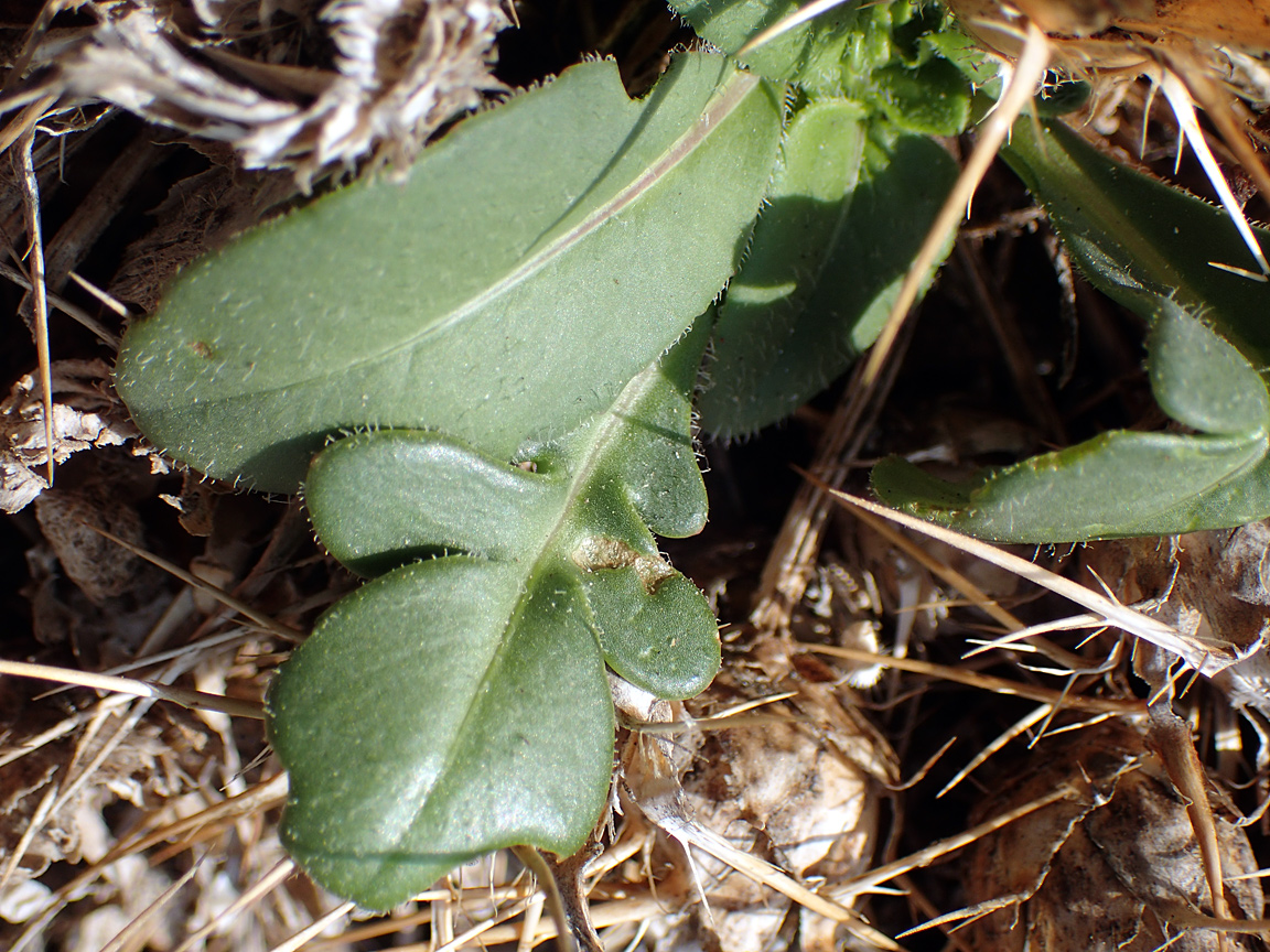 Image of Centaurea raphanina ssp. mixta specimen.