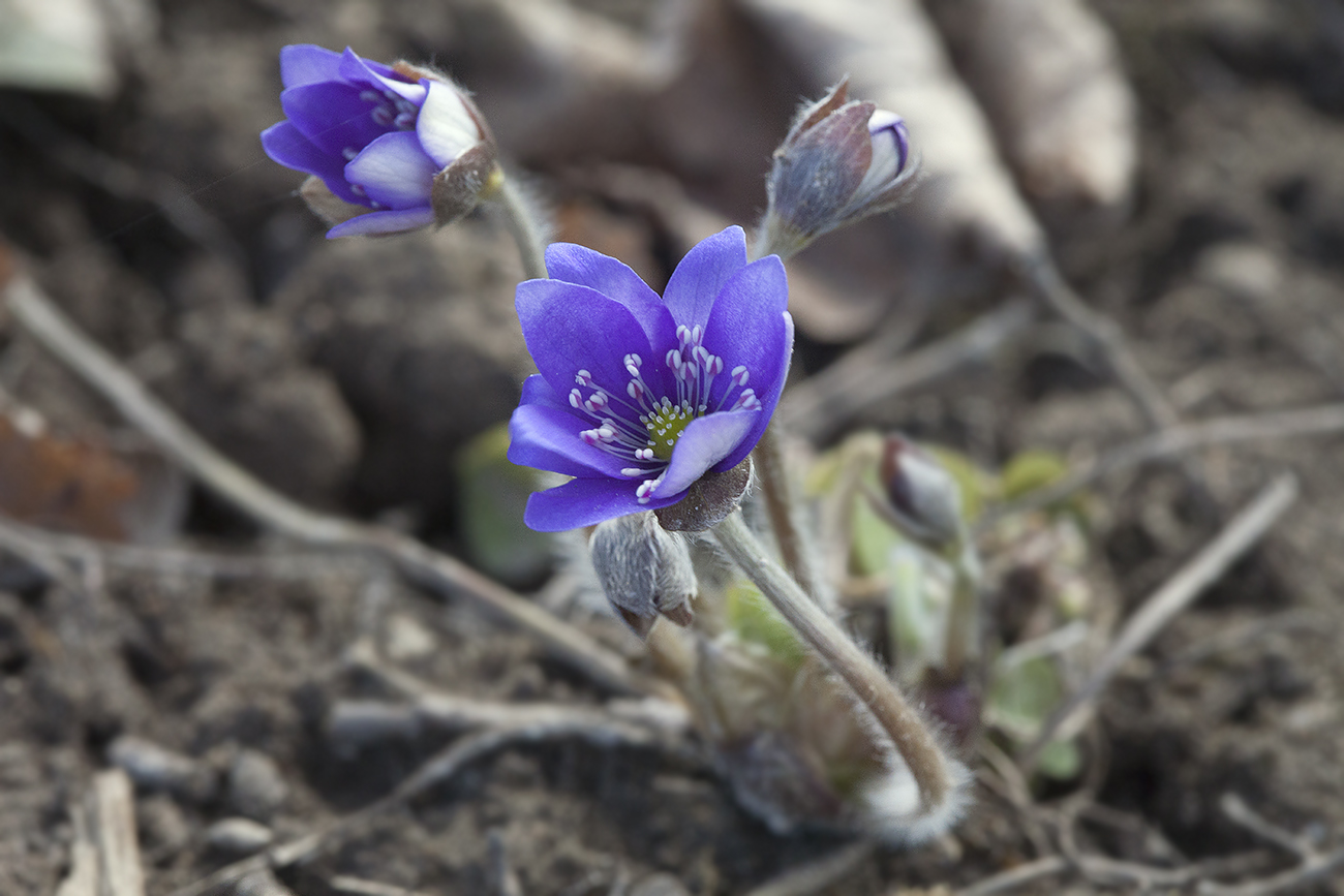 Image of Hepatica nobilis specimen.