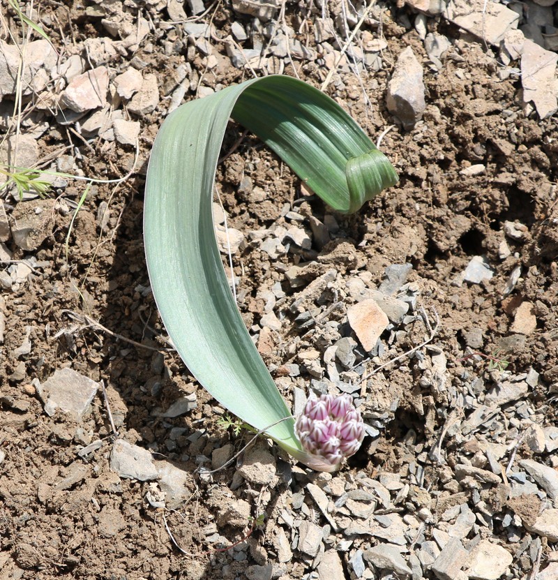 Image of Allium akaka specimen.