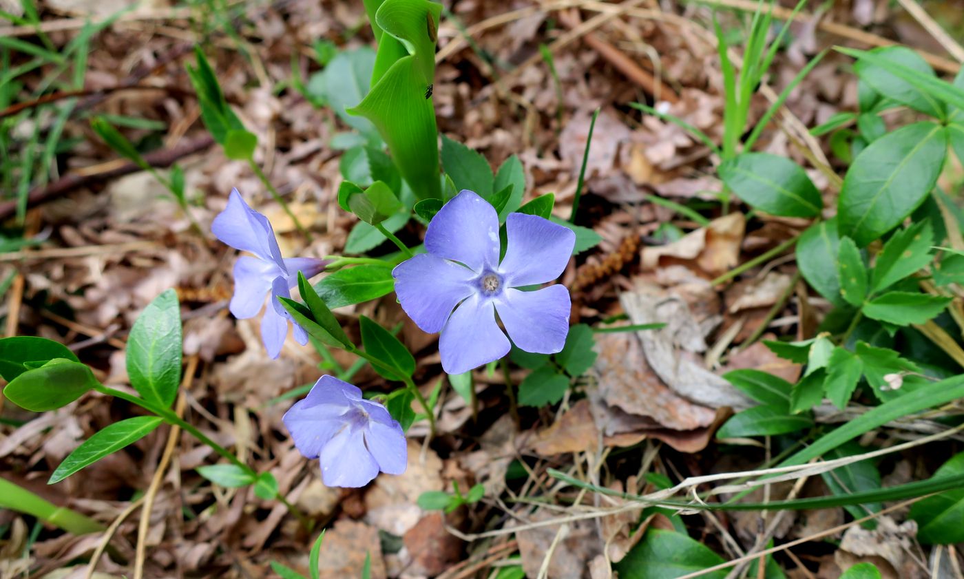 Изображение особи Vinca minor.