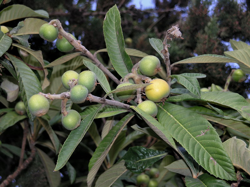 Image of Eriobotrya japonica specimen.