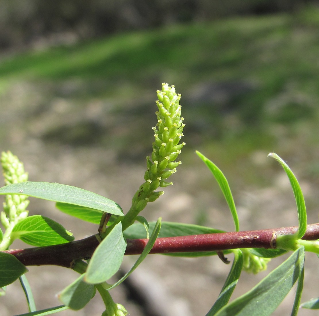 Image of Salix elbursensis specimen.