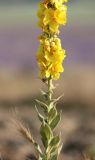 Verbascum densiflorum. Нижняя часть соцветия и листья на стебле. Крым, Бахчисарайский р-н, окр. с. Тургеневка, на окраине поля с посадками Lavandula angustifolia. 21 июня 2016 г.