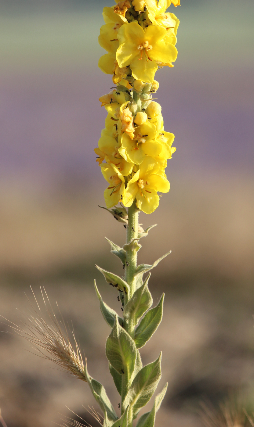 Image of Verbascum densiflorum specimen.