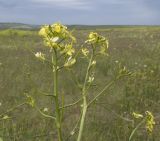 Sisymbrium altissimum