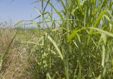 Sorghum halepense