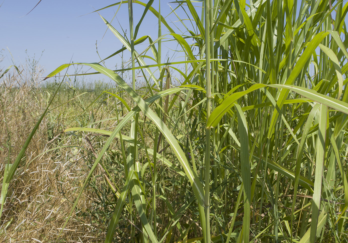 Image of Sorghum halepense specimen.