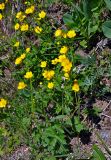 Ranunculus grandifolius. Цветущие растения. Алтай, Улаганский р-н, окр. с. Акташ, Курайский хребет, долина р. Ярлы-Амры, ≈ 1800 м н.у.м., субальпийский луг. 21.06.2019.