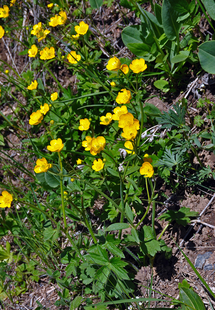 Image of Ranunculus grandifolius specimen.