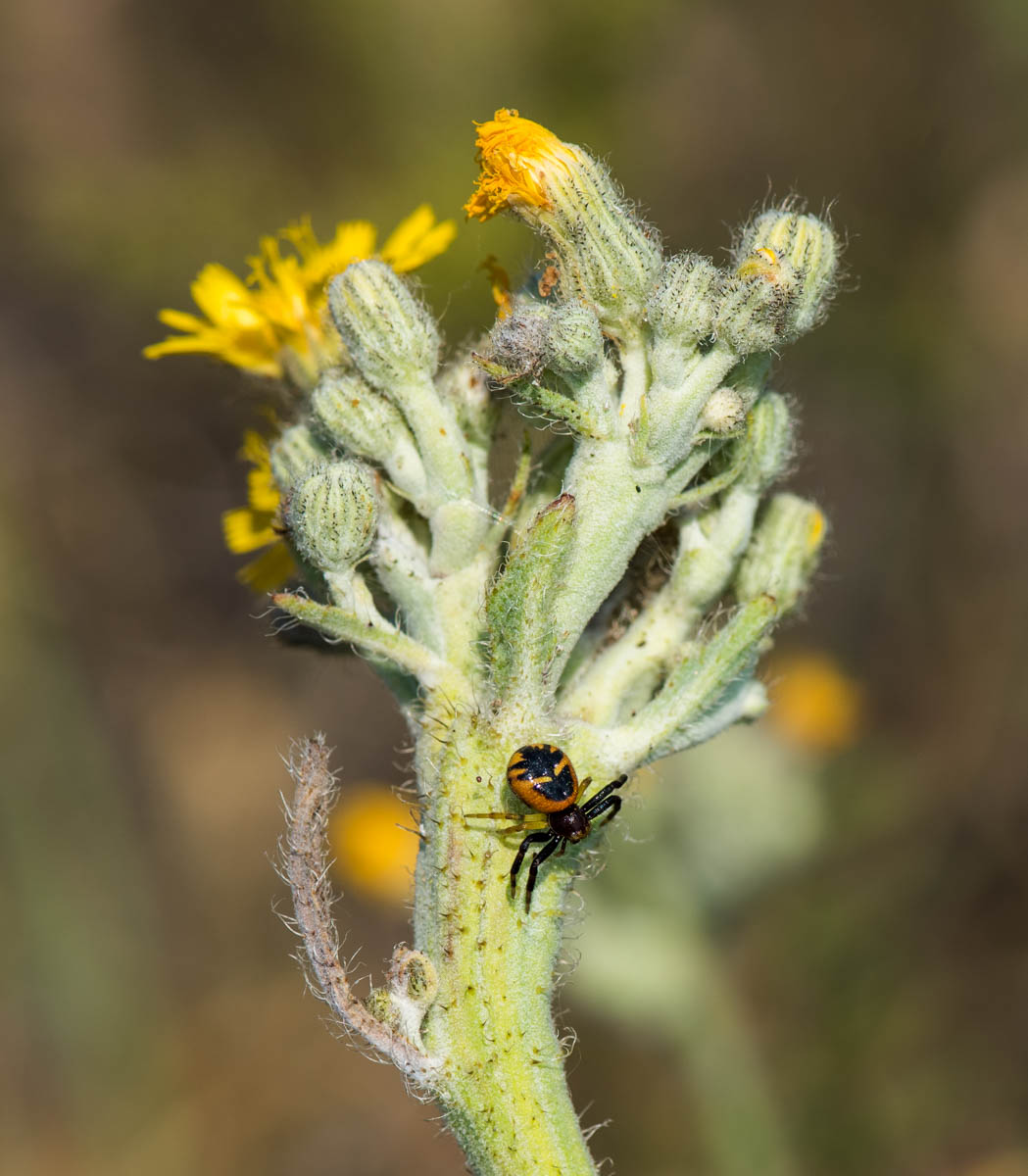 Image of Pilosella echioides specimen.