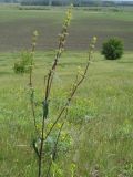 Phlomoides tuberosa