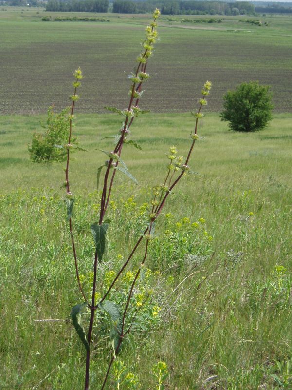 Изображение особи Phlomoides tuberosa.