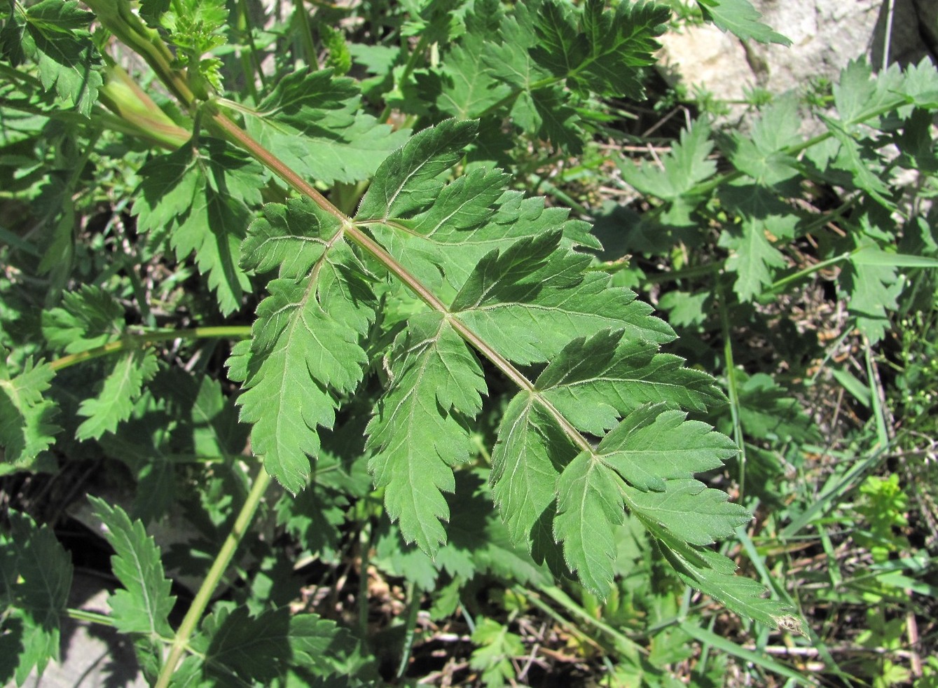 Image of Seseli libanotis specimen.