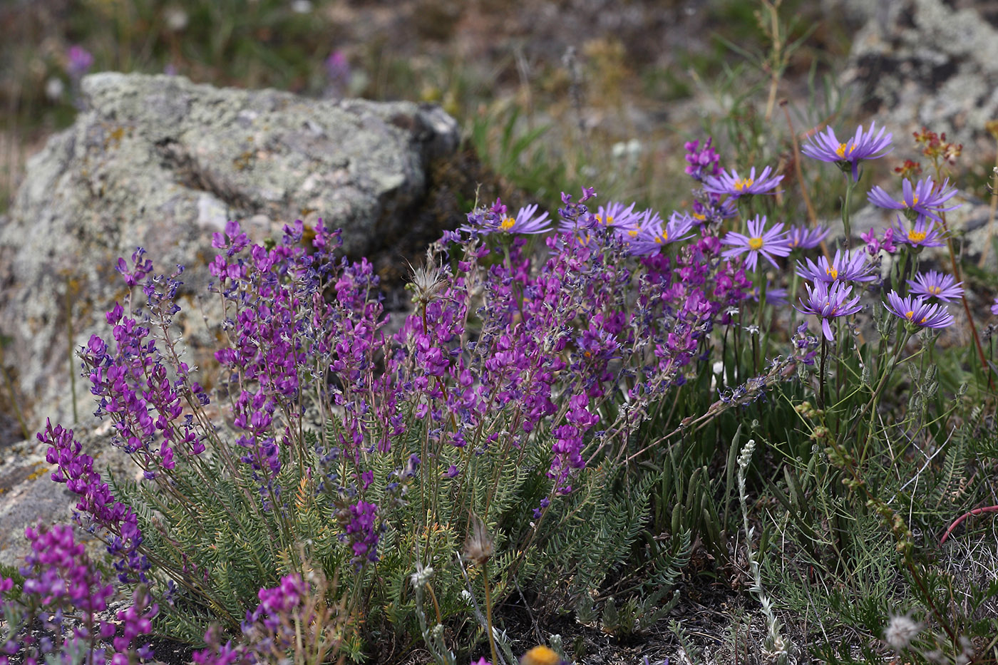 Изображение особи Oxytropis coerulea.