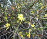 Jasminum nudiflorum