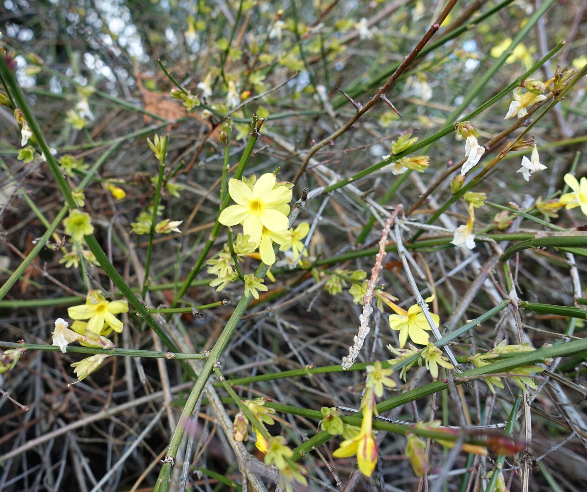 Image of Jasminum nudiflorum specimen.