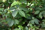 Parthenocissus quinquefolia. Побег с листьями. Республика Татарстан, г. Набережные Челны, Центральный р-н, парк «Прибрежный», у дороги. 26.08.2019.