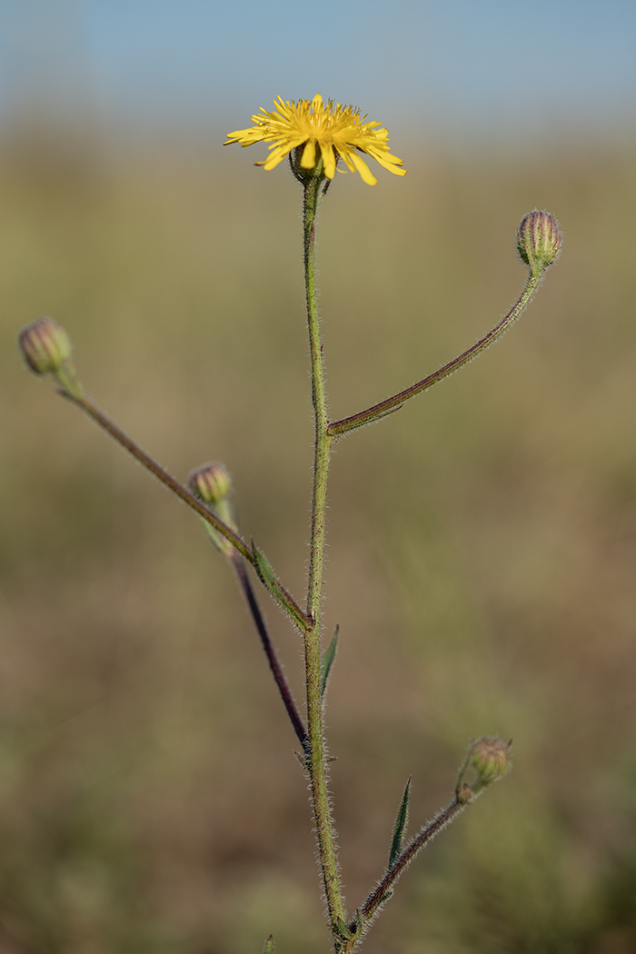 Image of Crepis rhoeadifolia specimen.