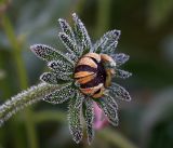 Rudbeckia hirta