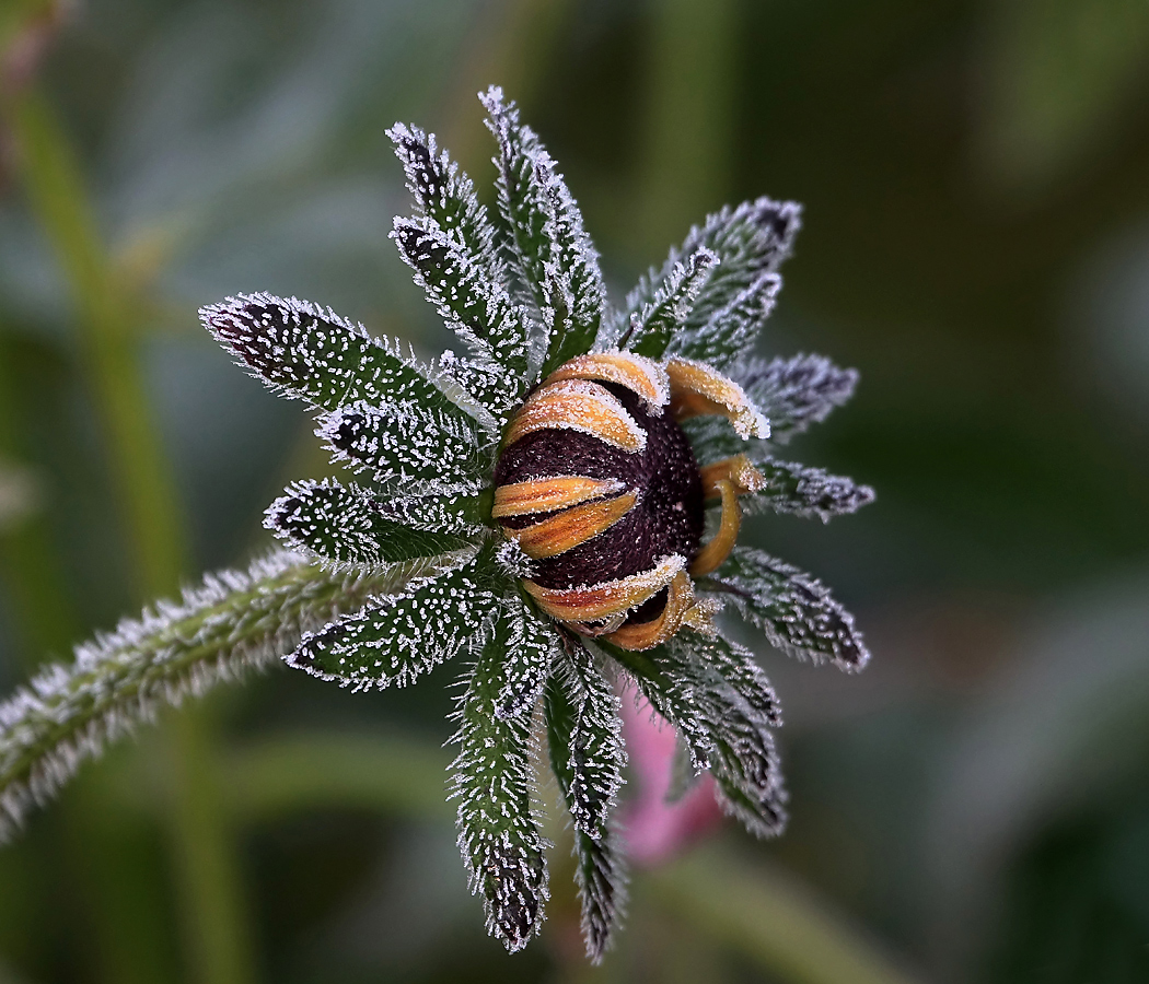 Image of Rudbeckia hirta specimen.