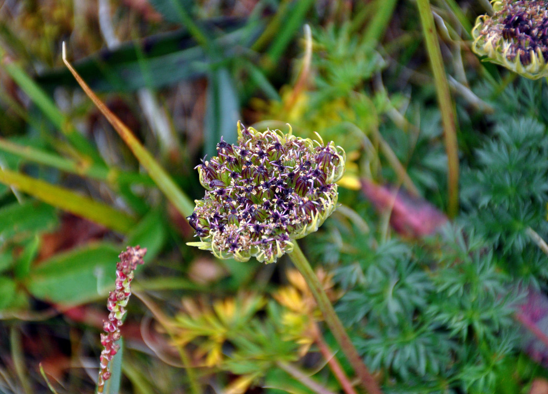 Изображение особи Pachypleurum alpinum.