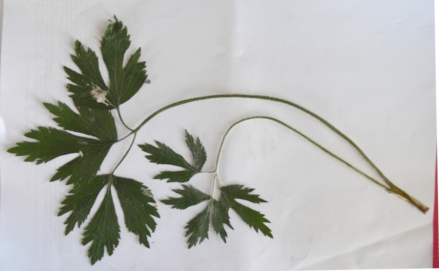 Image of Ranunculus repens specimen.