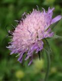 Knautia arvensis