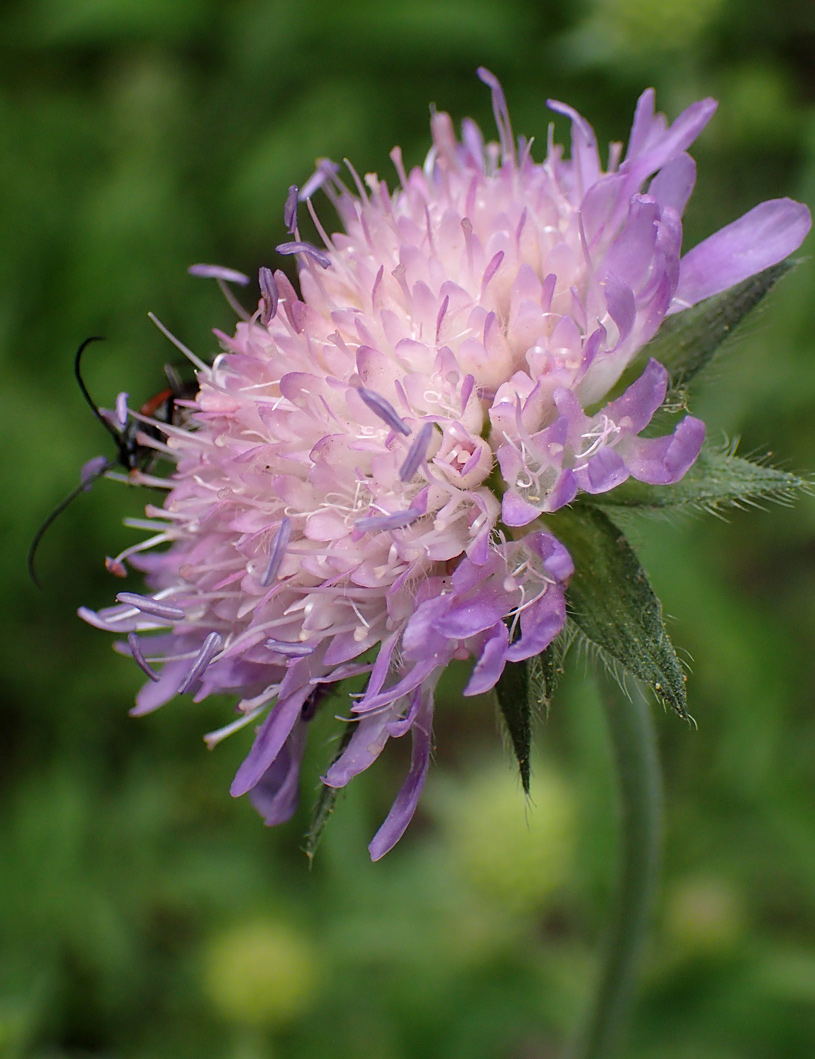 Image of Knautia arvensis specimen.